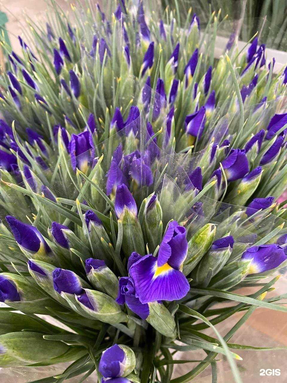 Отзывы на компанию Цветы. ЮФО в Волгограде c фото