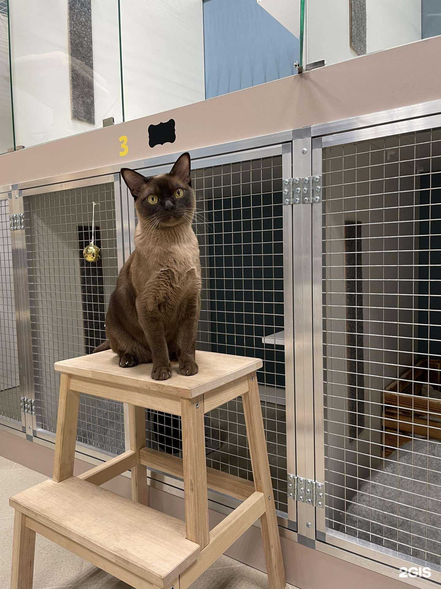 Отзывы на компанию Мягкие лапки в Одинцове c фото