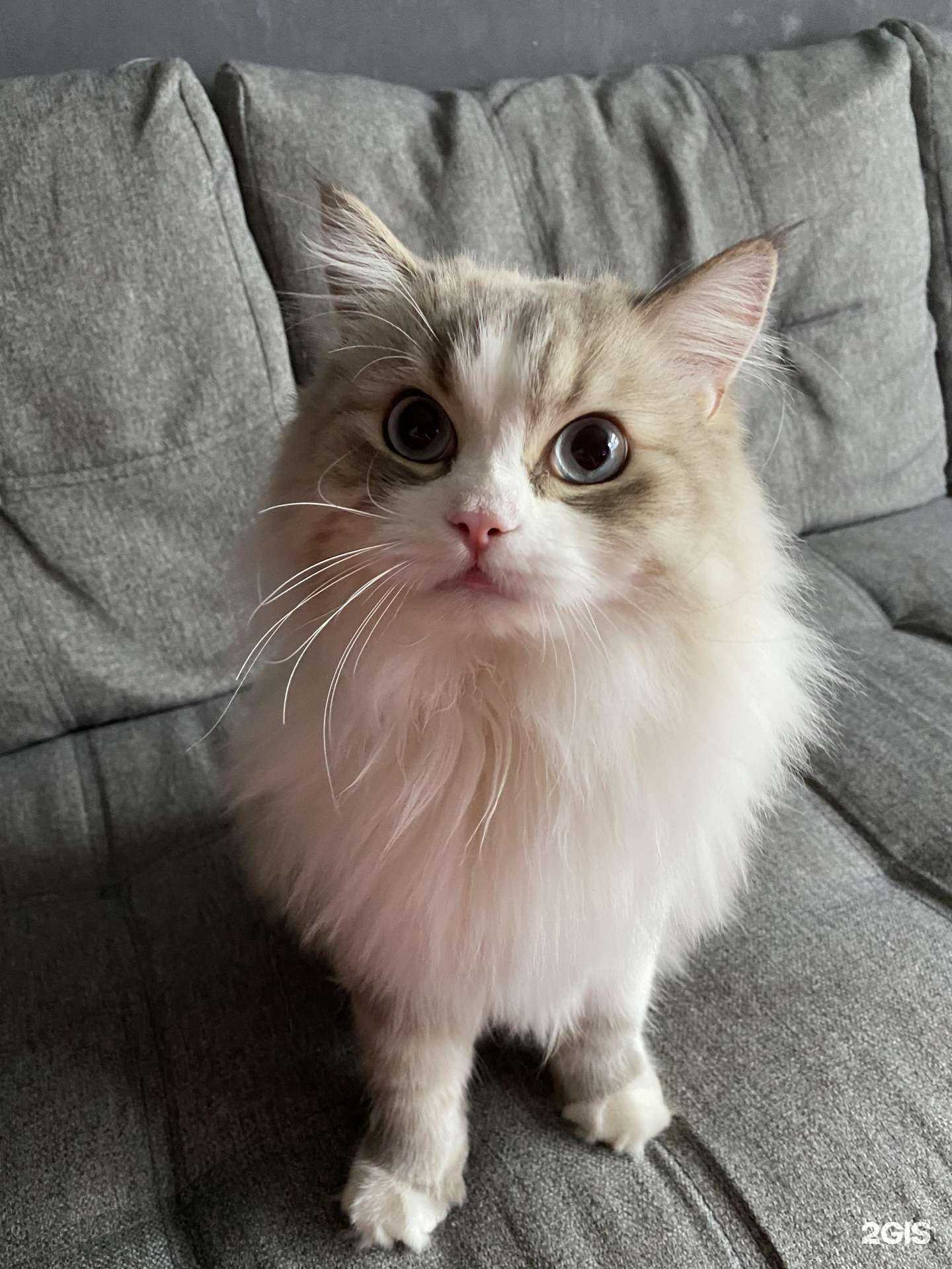 Отзывы на компанию ГрумПи в г. Ульяновск c фото