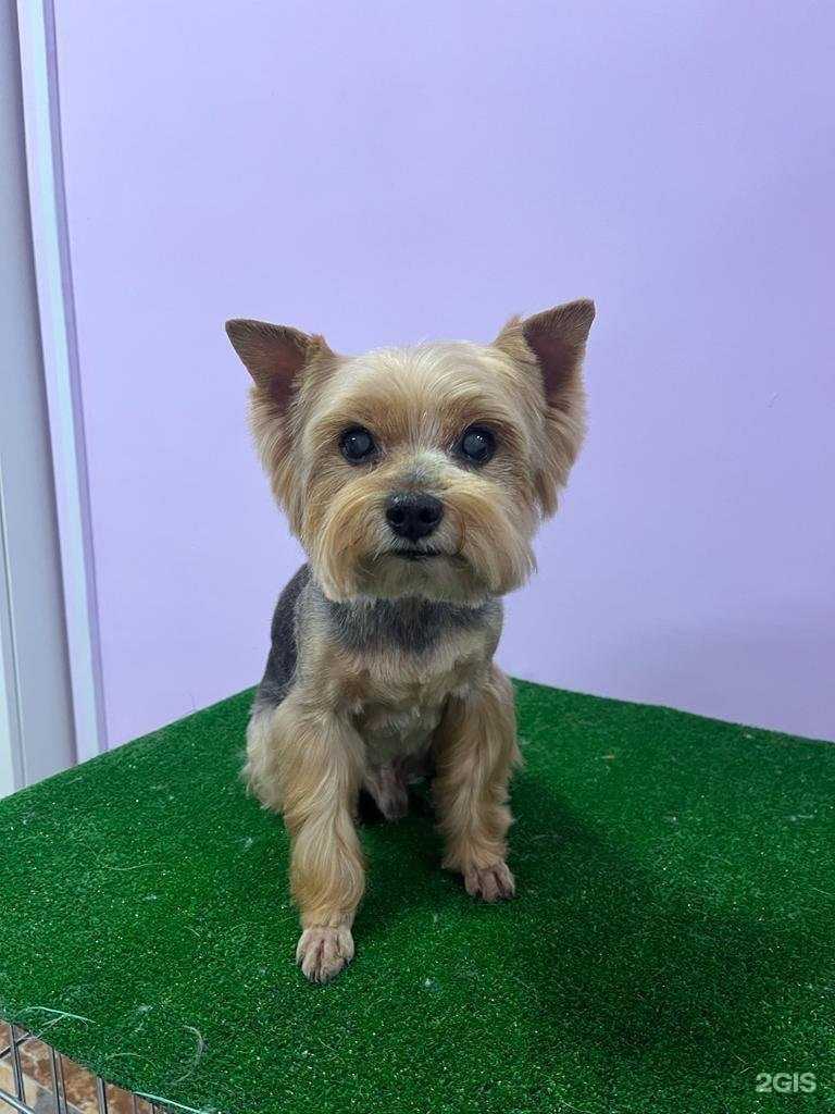 Отзывы на компанию Месье Дог в Красногорске c фото