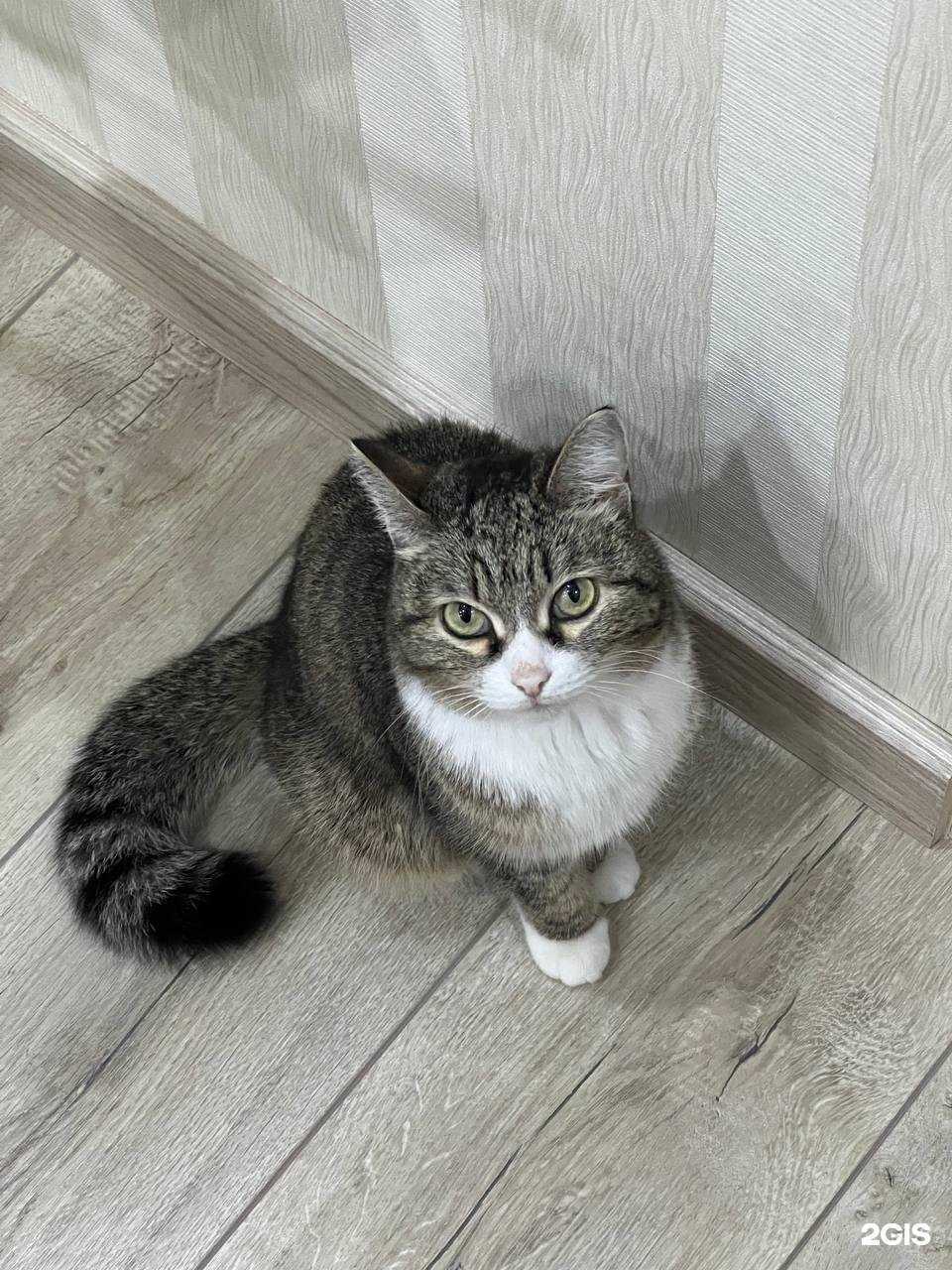 Отзывы на компанию Омский областной центр по профилактике, экспертизе и лечению животных в г. Омск c фото