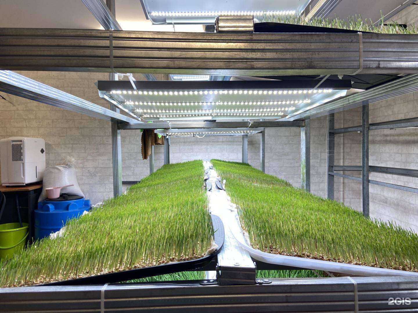 Отзывы на компанию ВитГрасс Добрая зелень в г. Уссурийск c фото