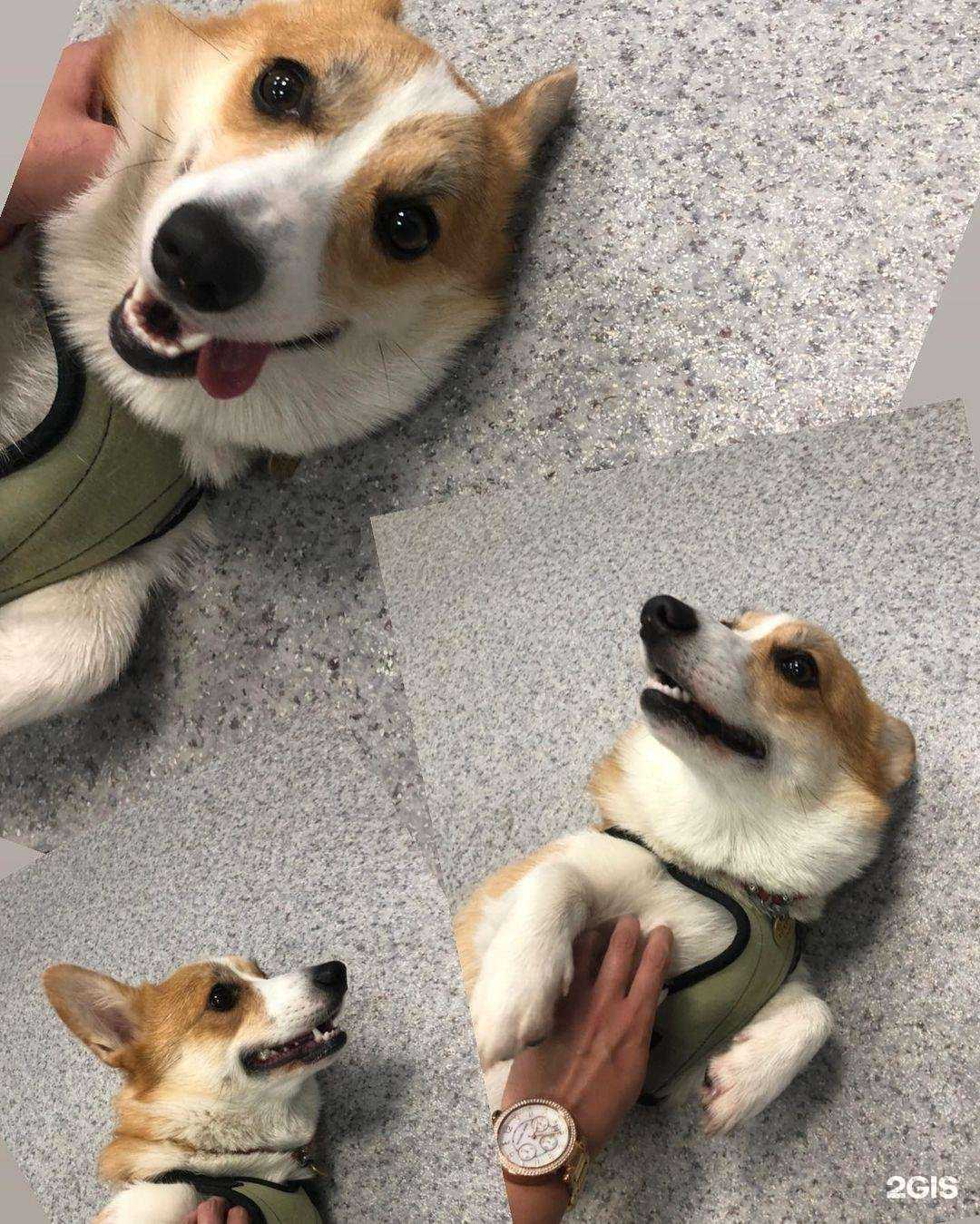 Отзывы на компанию Айболит в Петрозаводске c фото