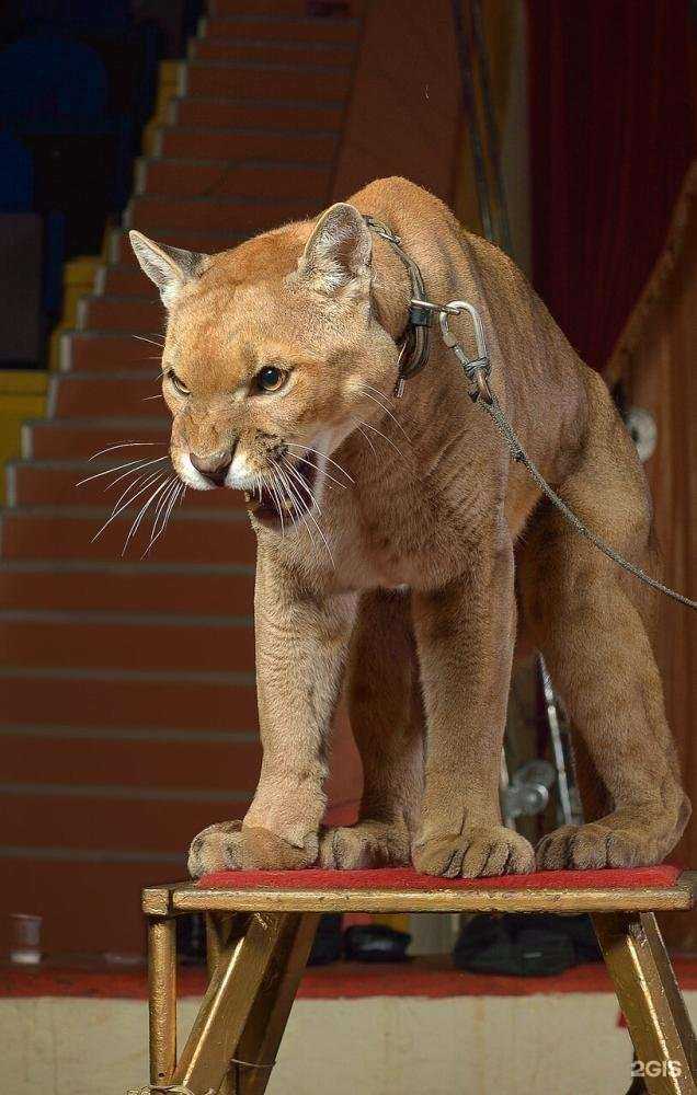 Отзывы на компанию Кисловодский государственный цирк в г. Кисловодск c фото