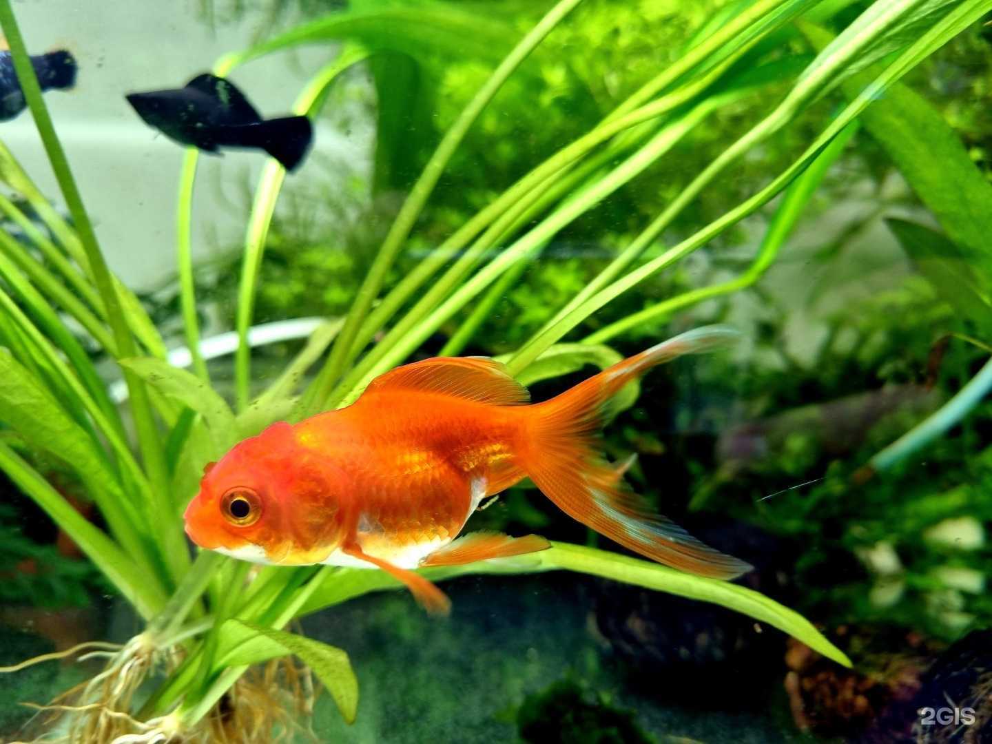 Отзывы на компанию Магазин пресноводных аквариумов в Альметьевске c фото