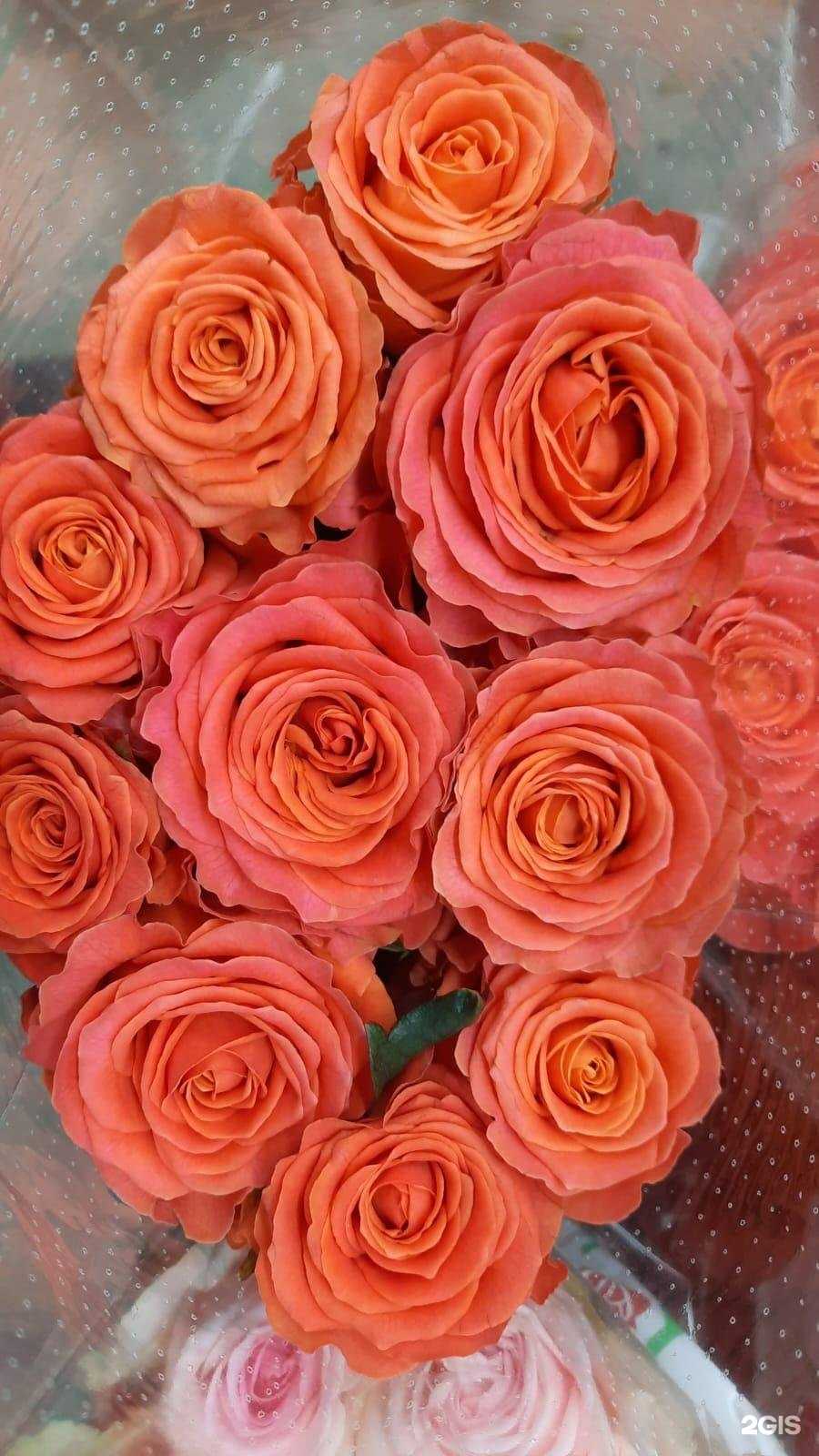 Отзывы на компанию Клевер белый в Ижевске c фото