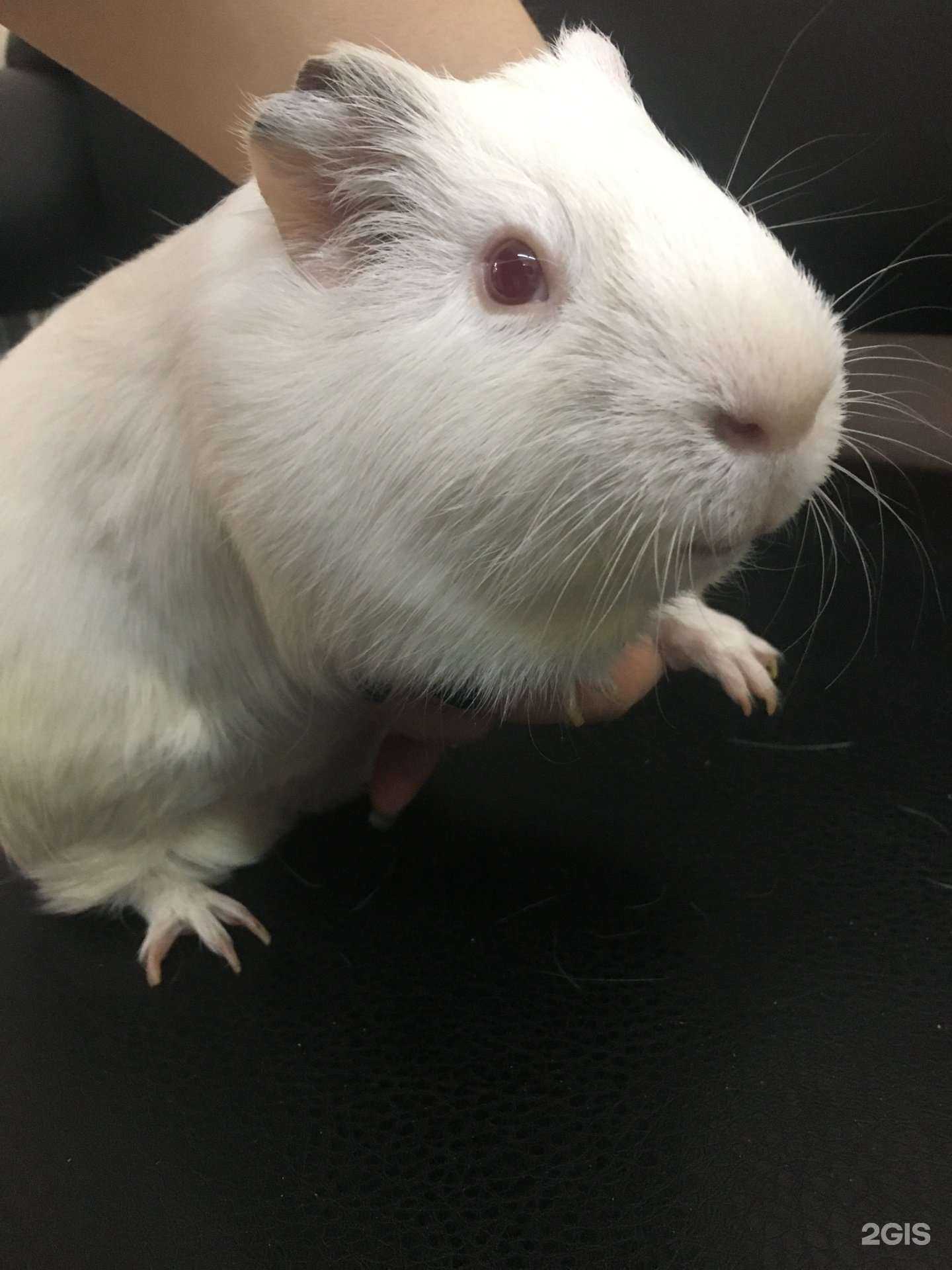 Отзывы на компанию Динго в г. Барнаул c фото