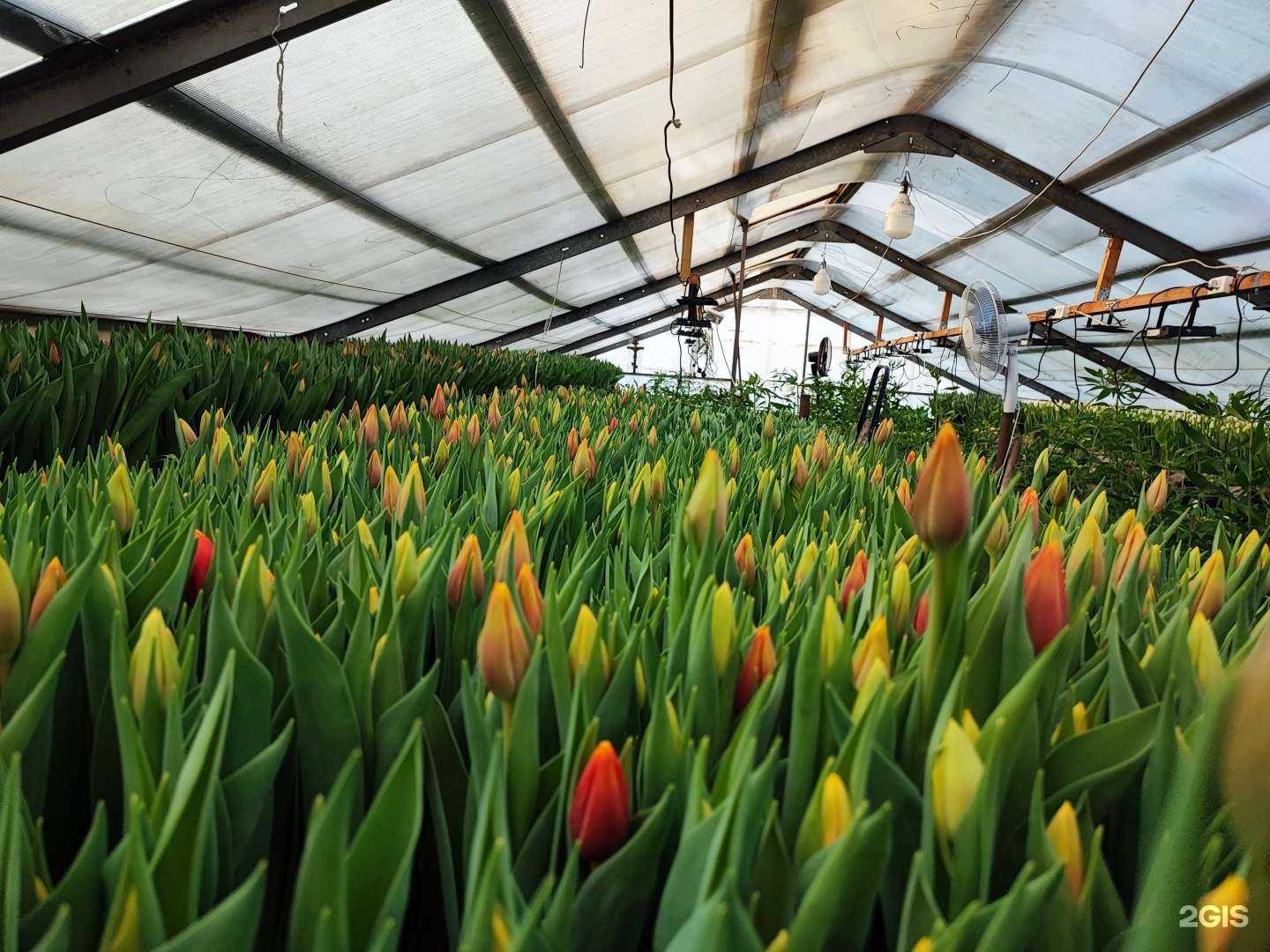 Отзывы на компанию Цветочный магазин в г. Екатеринбург c фото