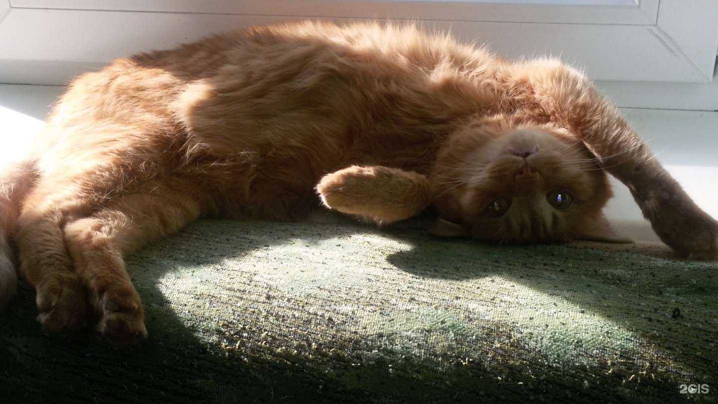 Отзывы на компанию Альфа вет в г. Кемерово c фото