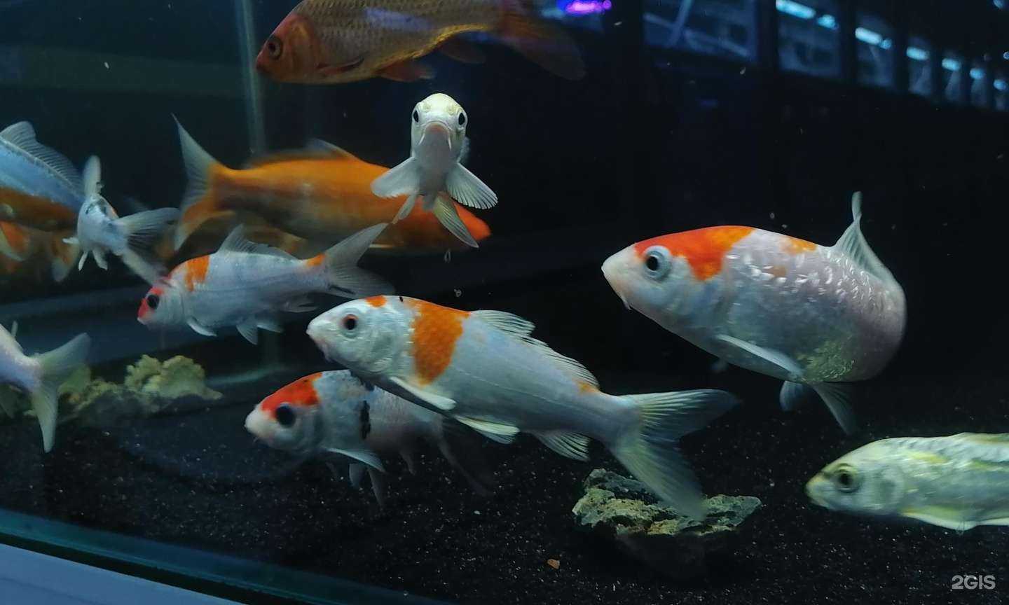 Отзывы на компанию Зебра в г. Новосибирск c фото