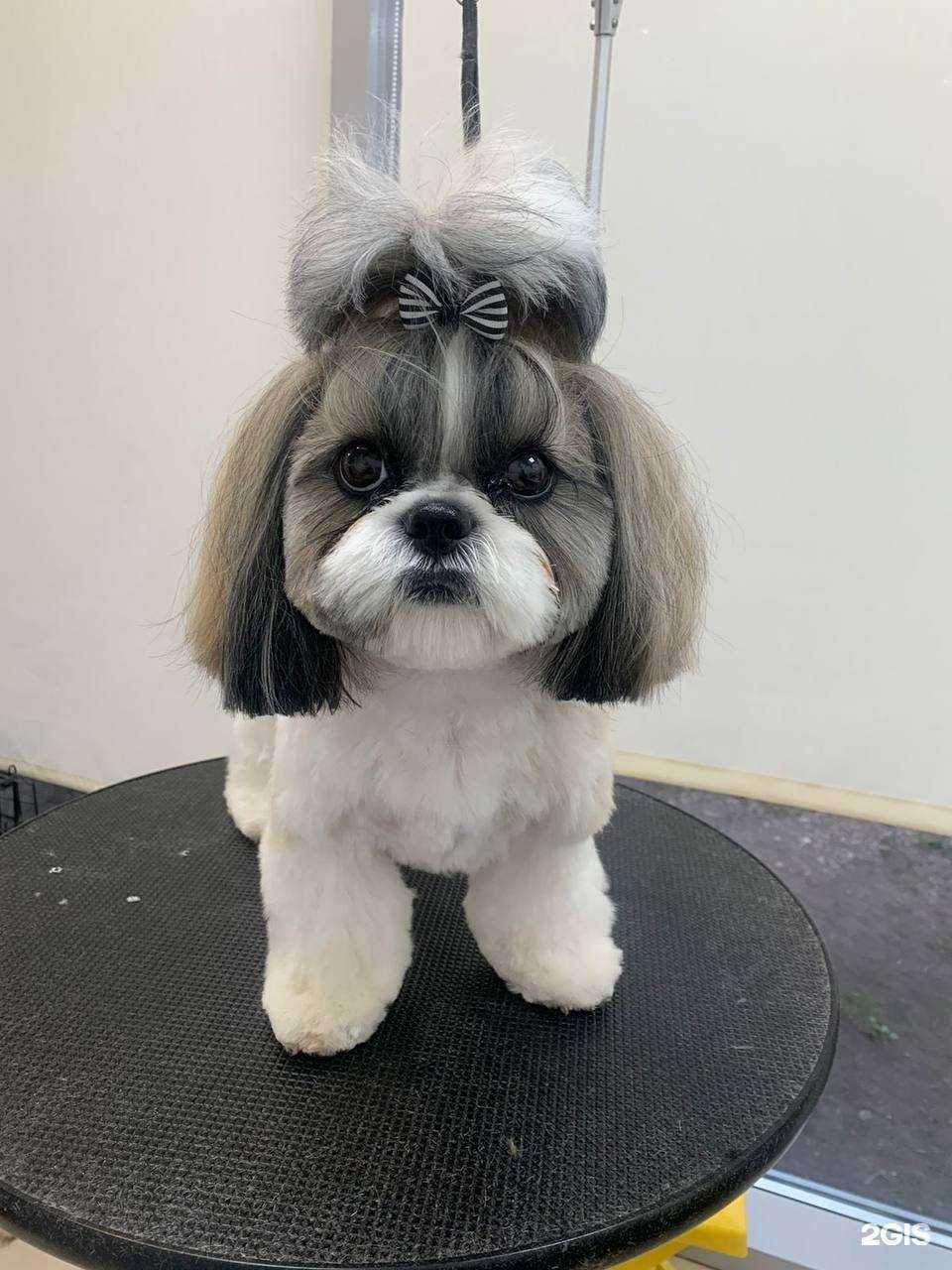 Отзывы на компанию #Любимыйгрумер в Самаре c фото