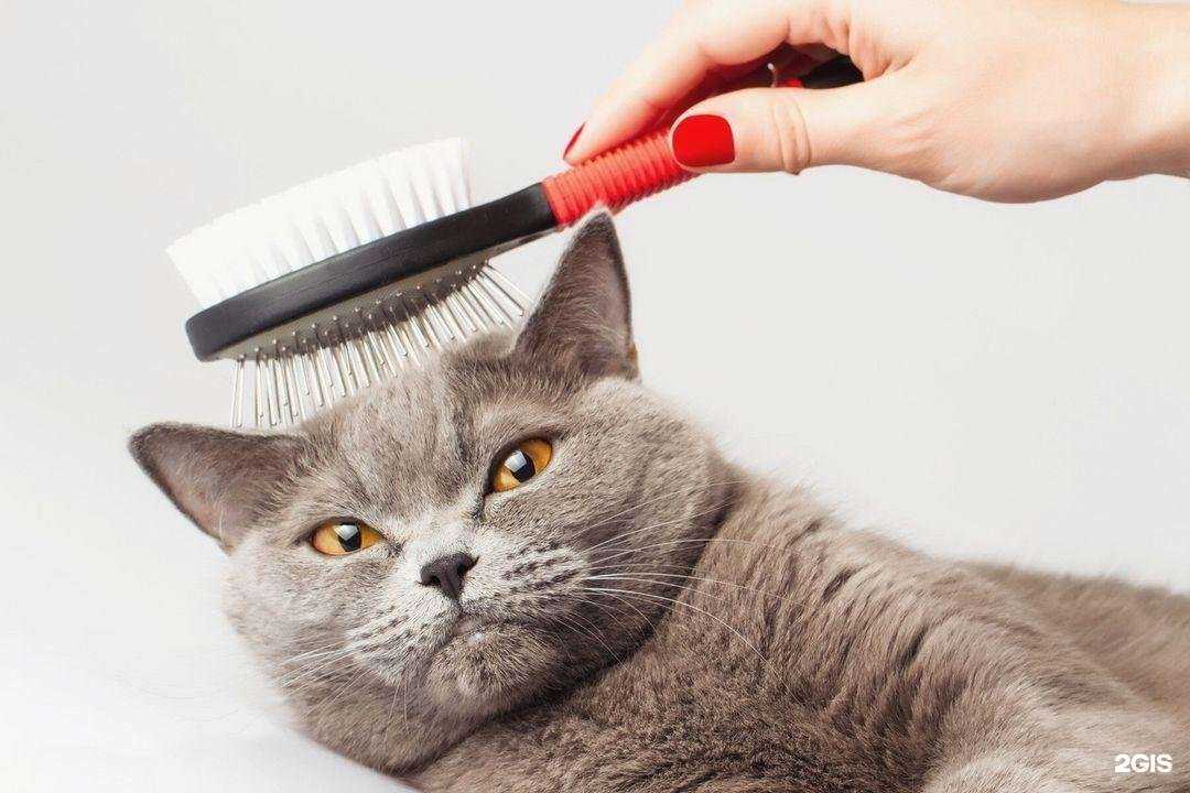 Отзывы на компанию ЗооЛенд в г. Сургут c фото