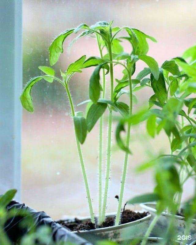 Отзывы на компанию Дом сад огород в г. Губкин c фото