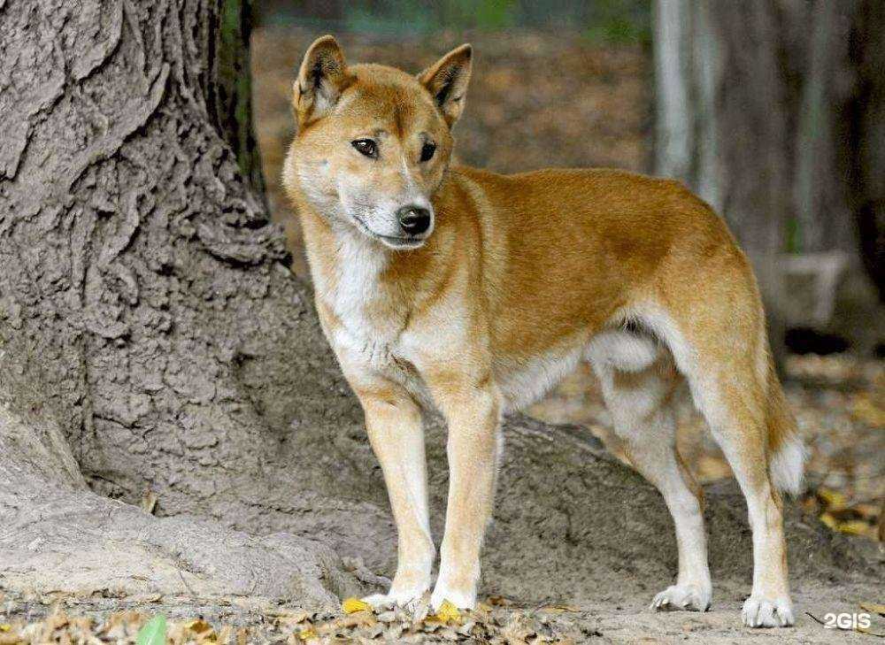 Отзывы на компанию Зоогалерея, ветеринарная аптека в Алексине c фото