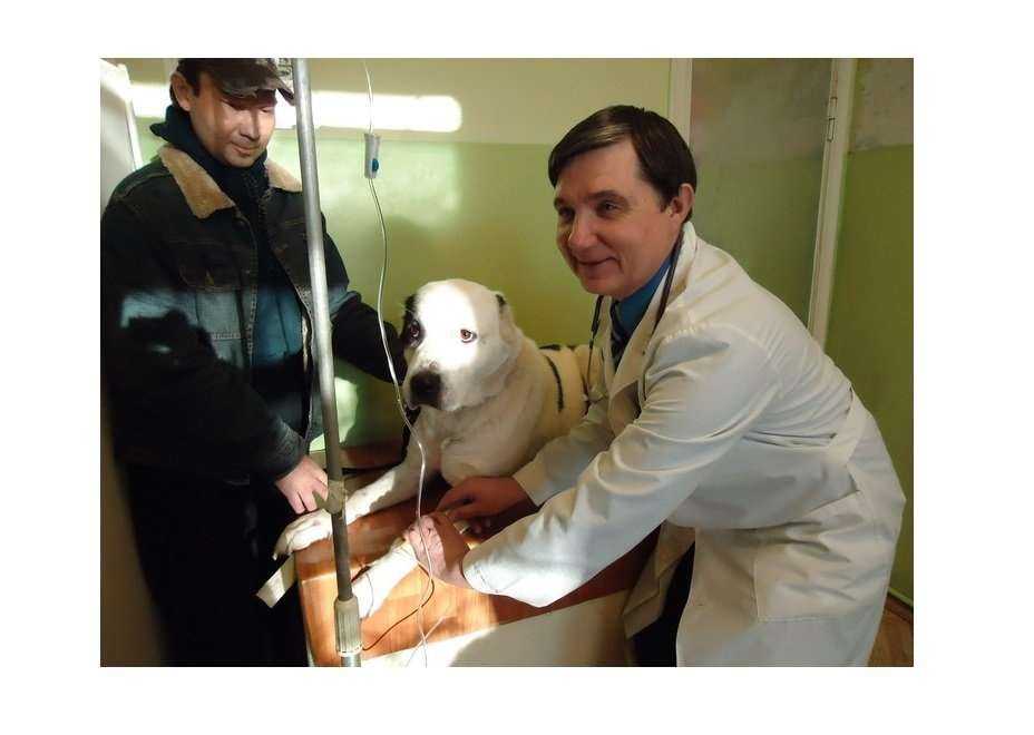 Отзывы на компанию Ветеринарная клиника в Твери c фото