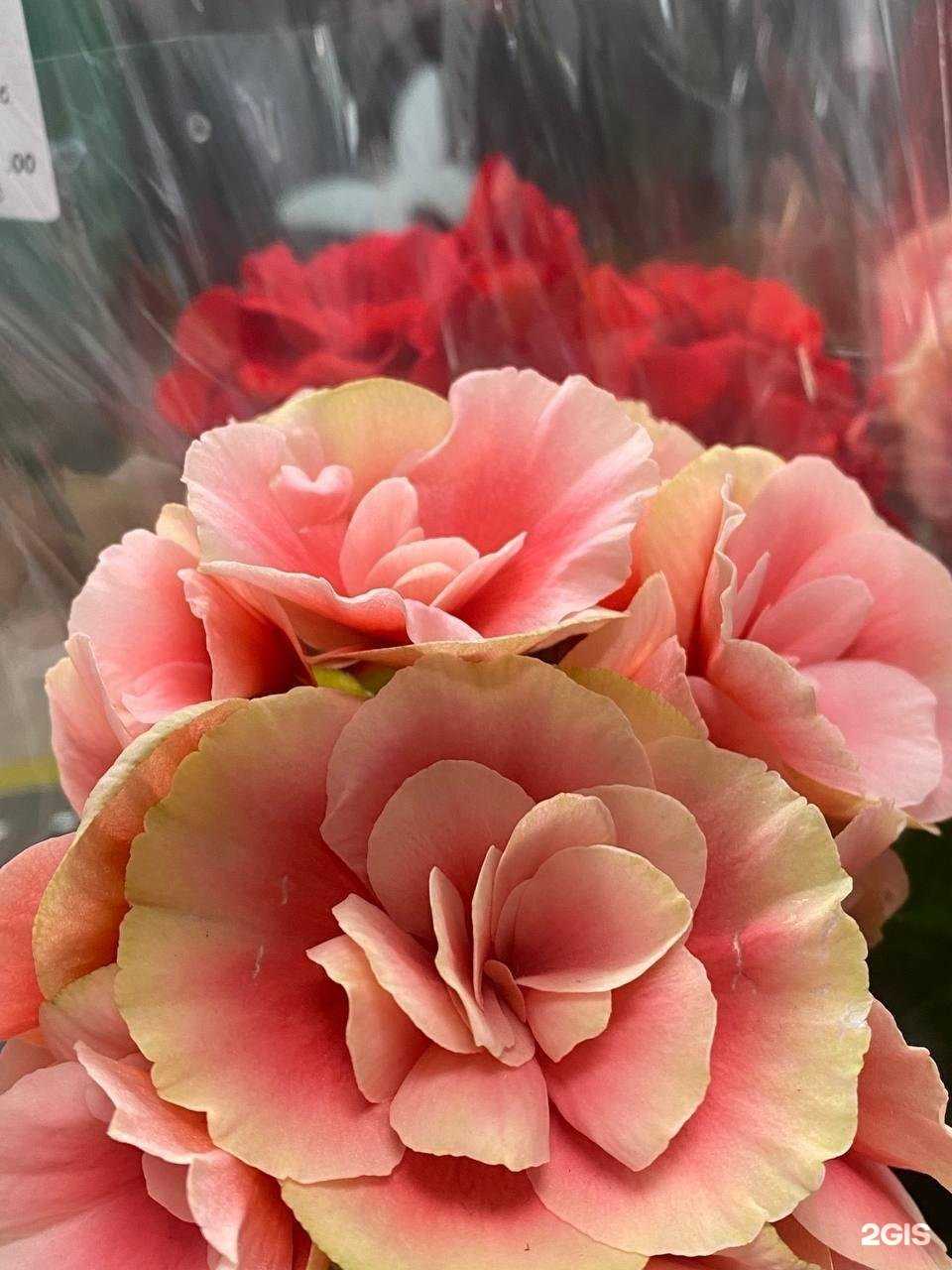 Отзывы на компанию Орхидея в Ставрополе c фото