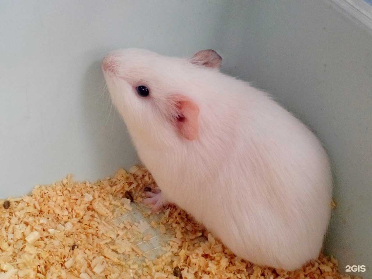 Отзывы на компанию Зооландия в г. Мурманск c фото