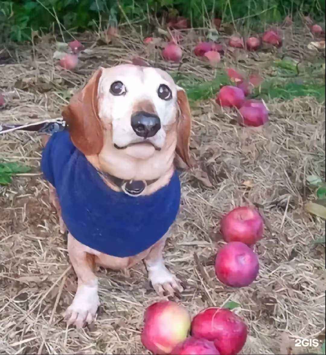 Отзывы на компанию Chicken boom в Иркутске c фото - фотография 2 из 2