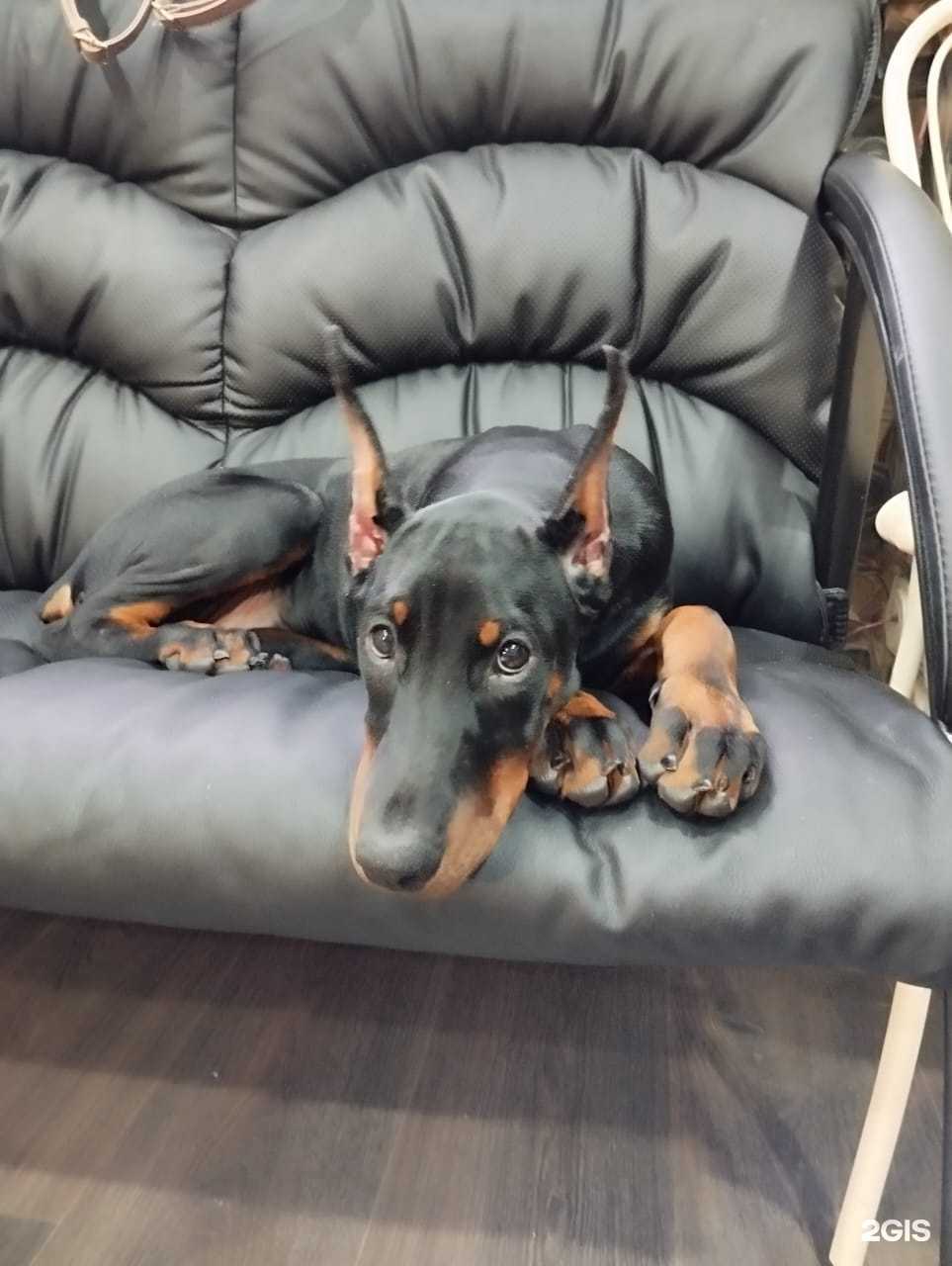 Отзывы на компанию Аэлита-вет в Барнауле c фото