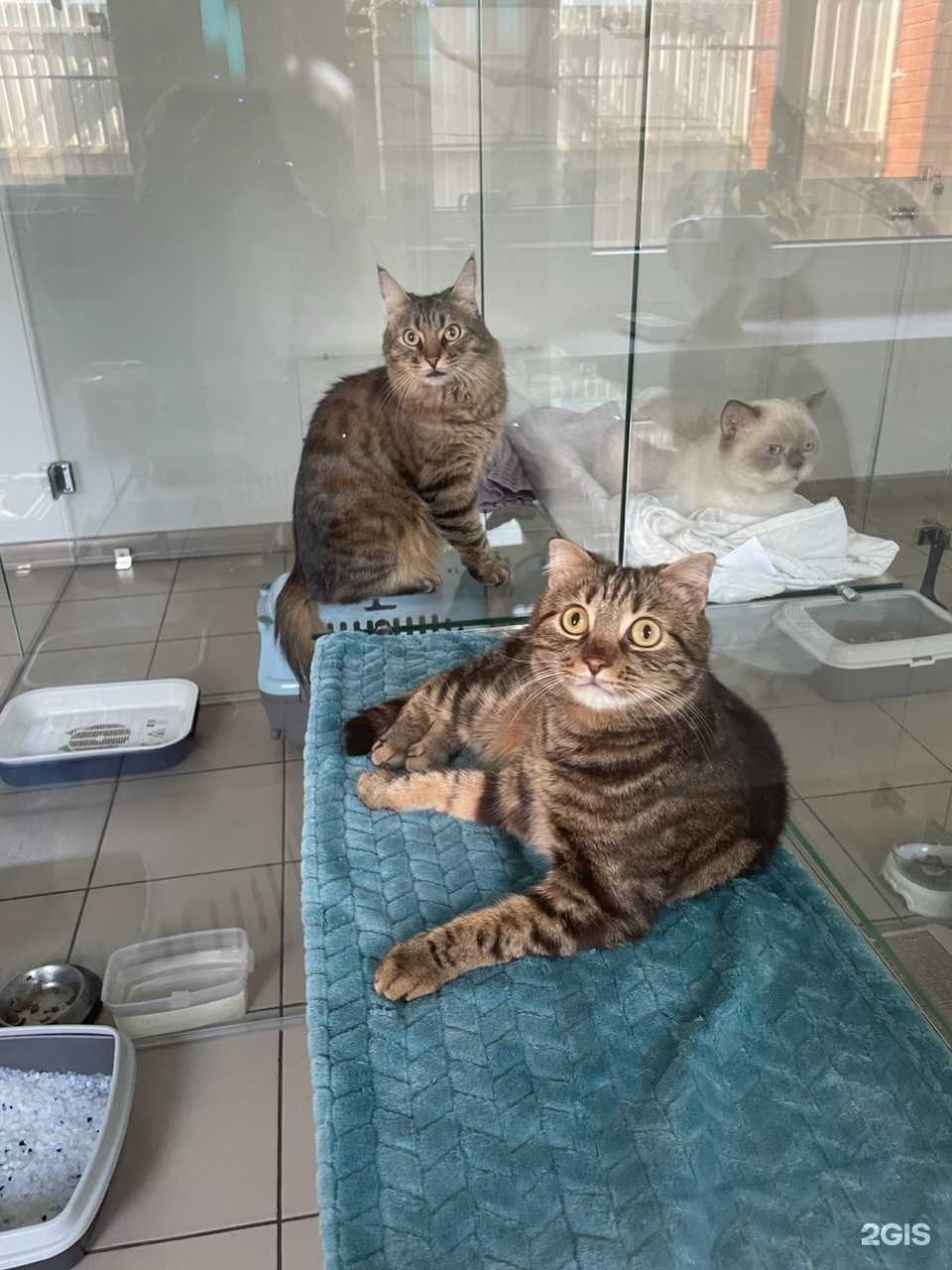 Отзывы на компанию ЛафЖираф в г. Краснодар c фото