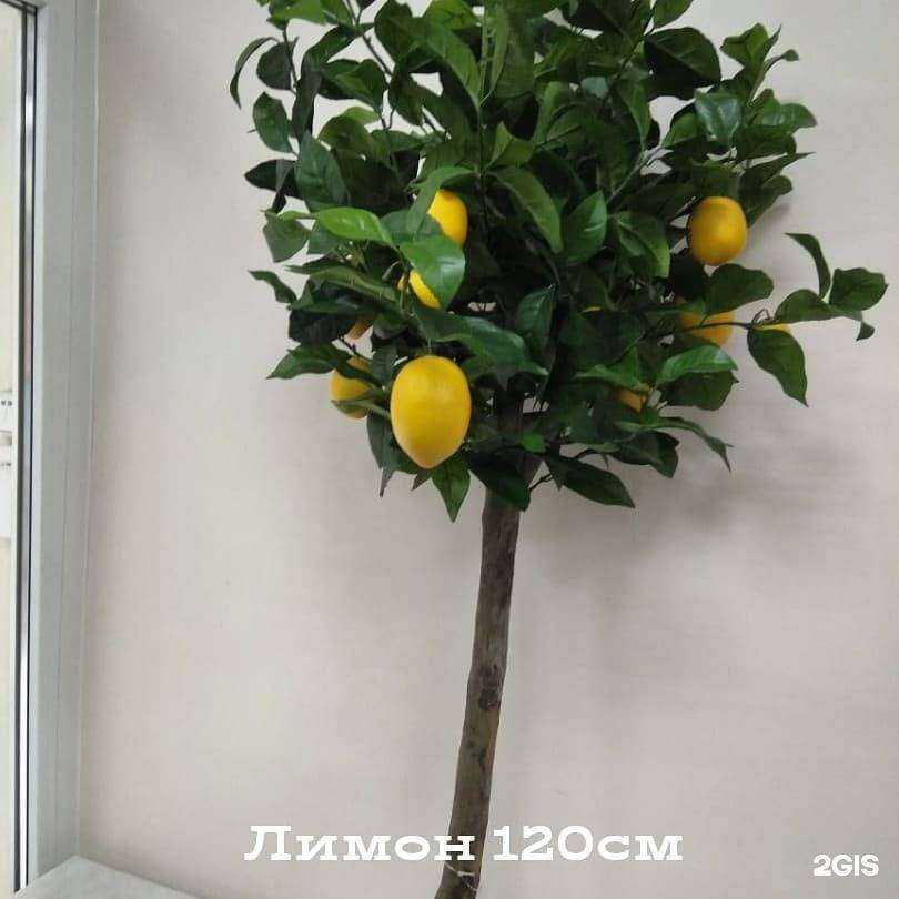 Отзывы на компанию Дом Флор в Перми c фото