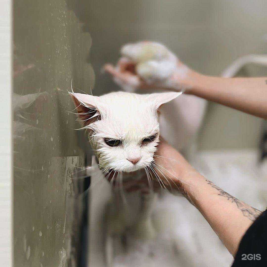 Отзывы на компанию Groominn в Новосибирске c фото