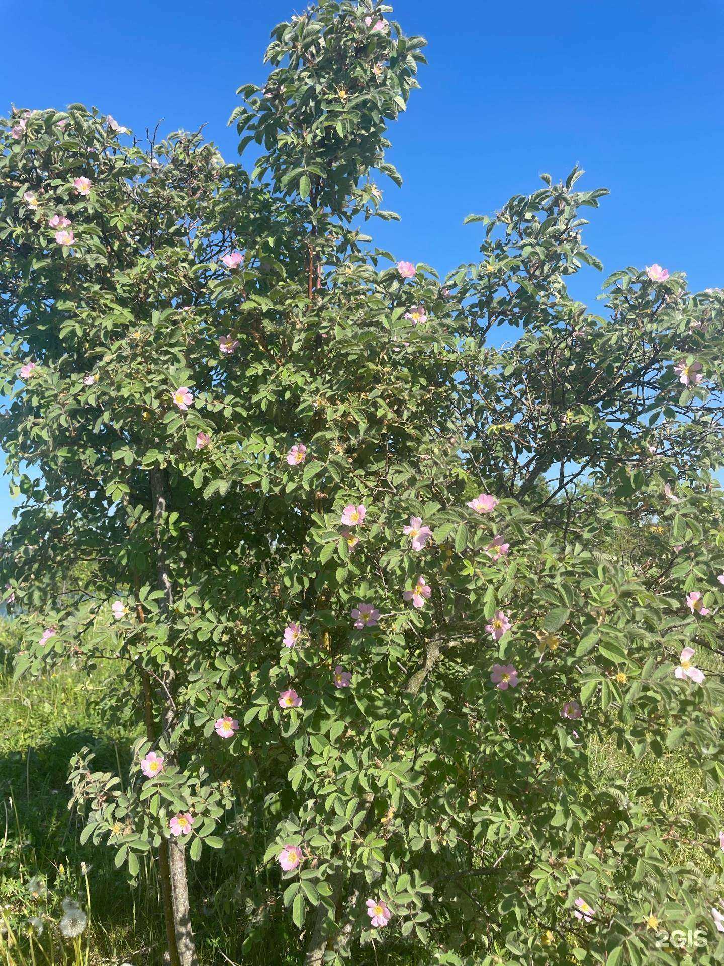 Отзывы на компанию Rostic`s в Пскове c фото