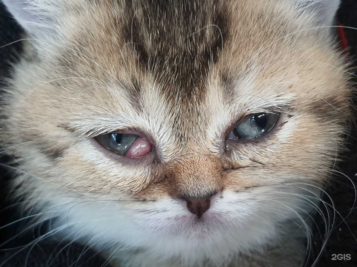 Отзывы на компанию Lavet.su в г. Воронеж c фото