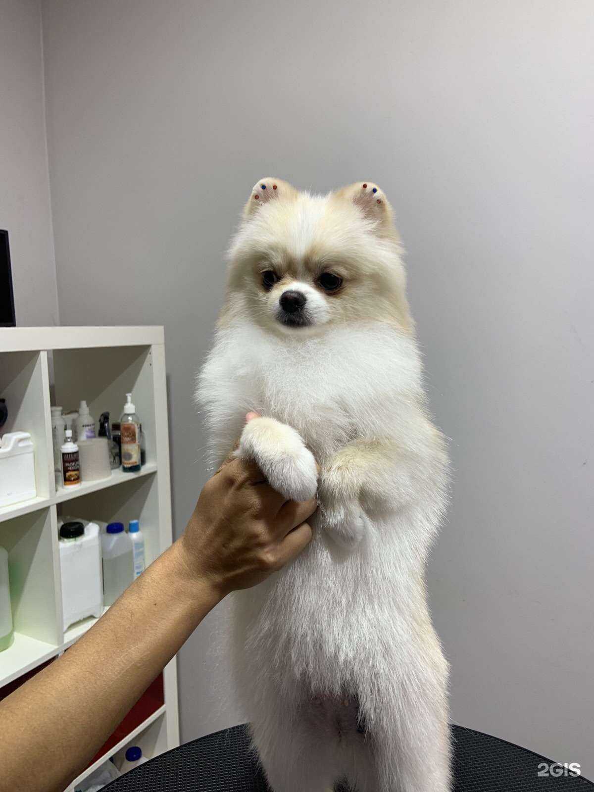 Отзывы на компанию Веселый пудель в Самаре c фото