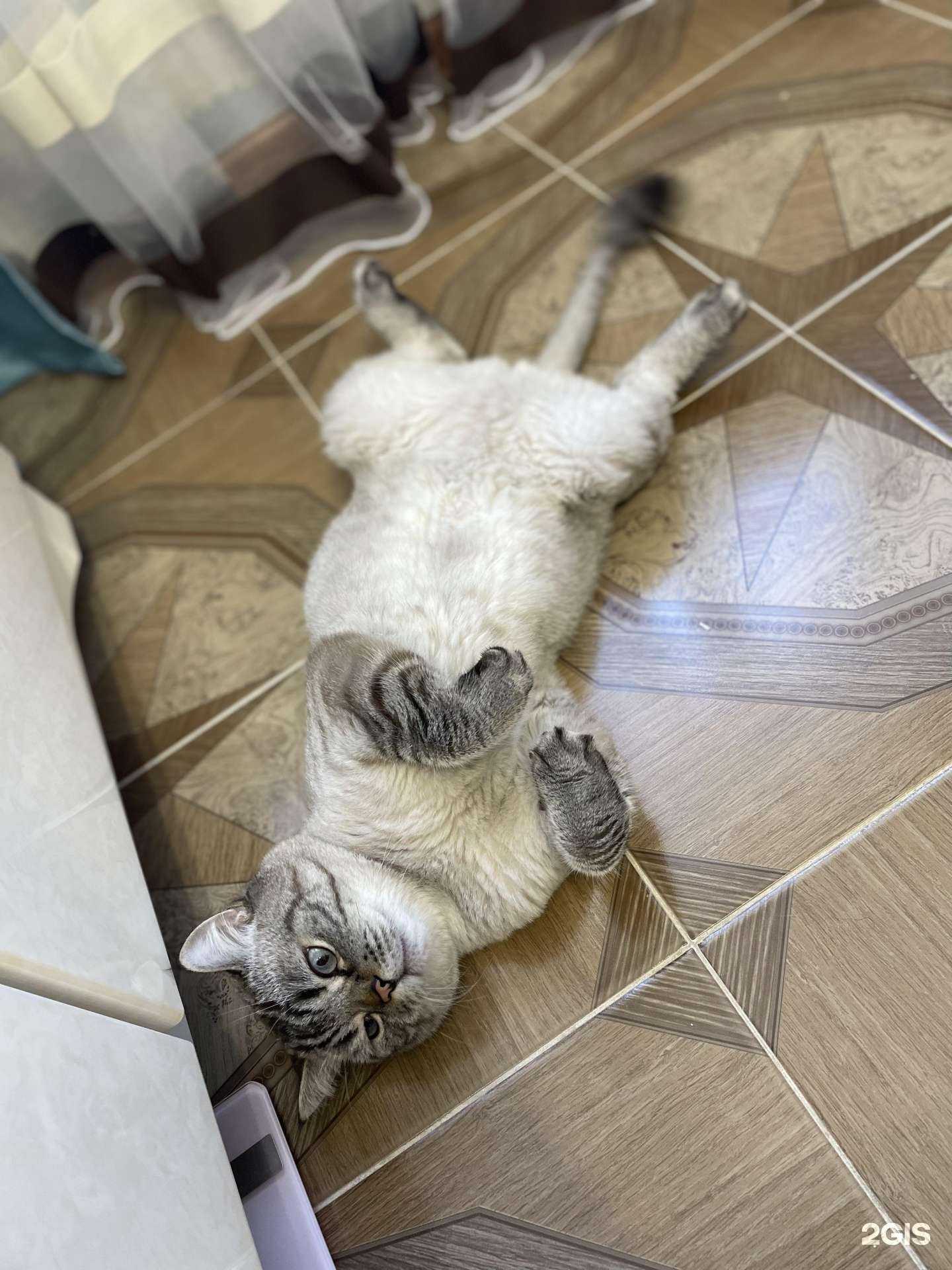 Отзывы на компанию Айболит в г. Ульяновск c фото