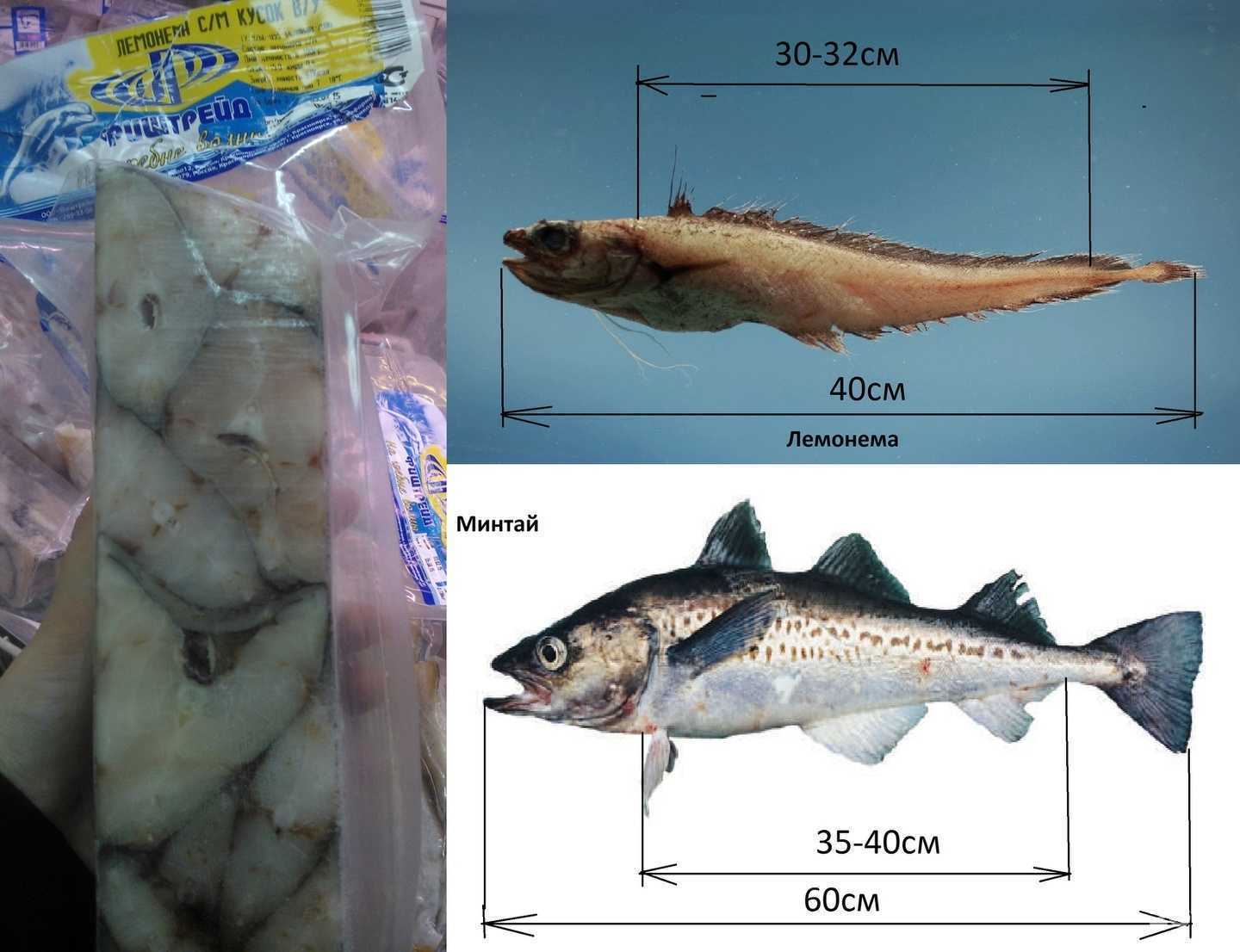 Отзывы на компанию Фиштрейд в Красноярске c фото
