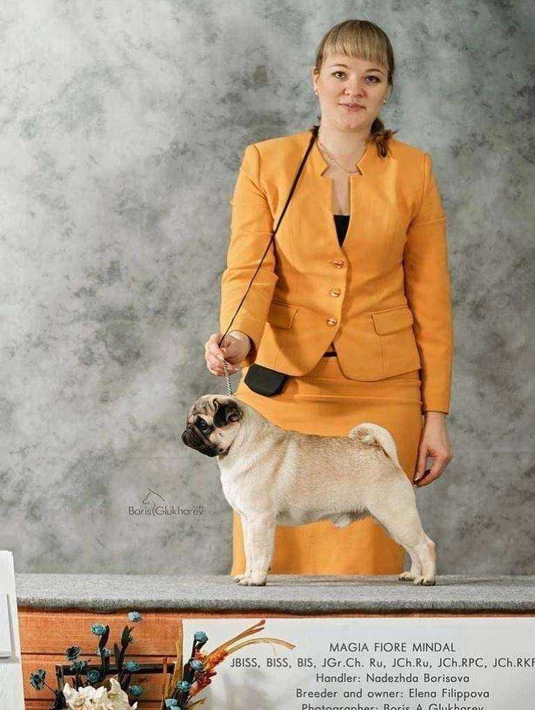 Отзывы на компанию DogШоуКлуб в Калуге c фото