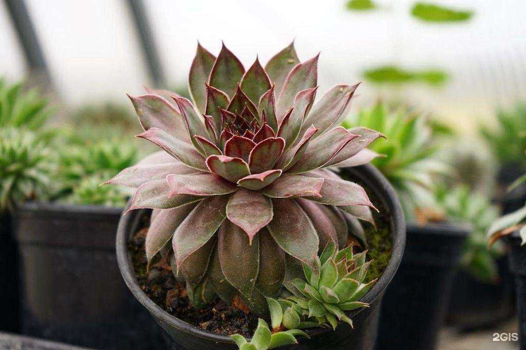 Отзывы на компанию Экоград в Орле c фото