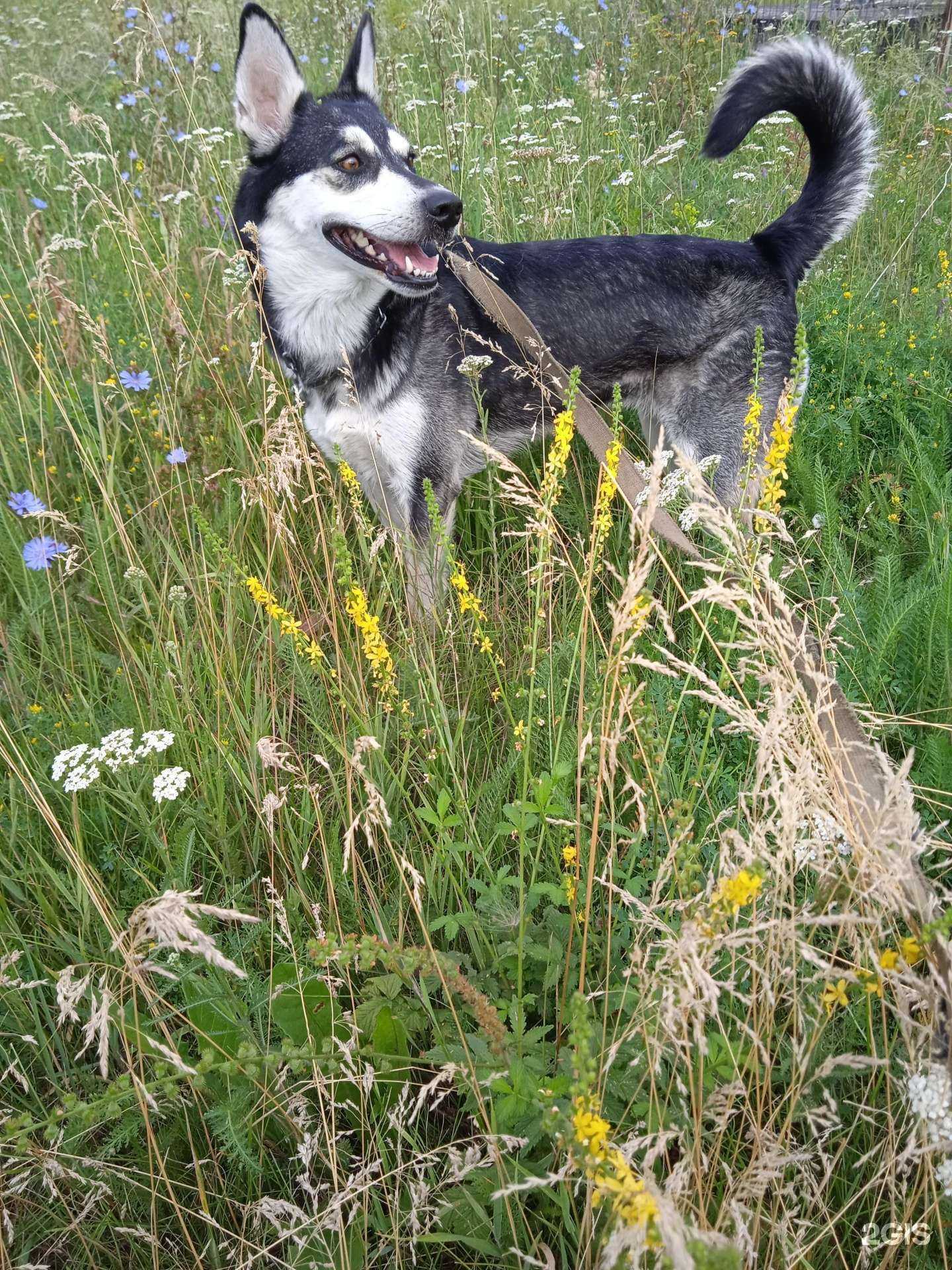 Отзывы на компанию Дружок в Липецке c фото