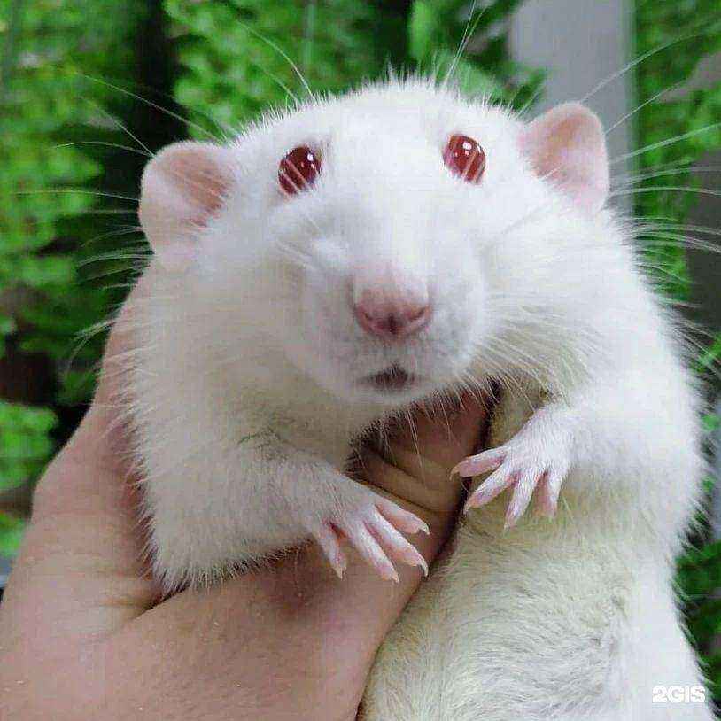 Отзывы на компанию Фауна в г. Барнаул c фото