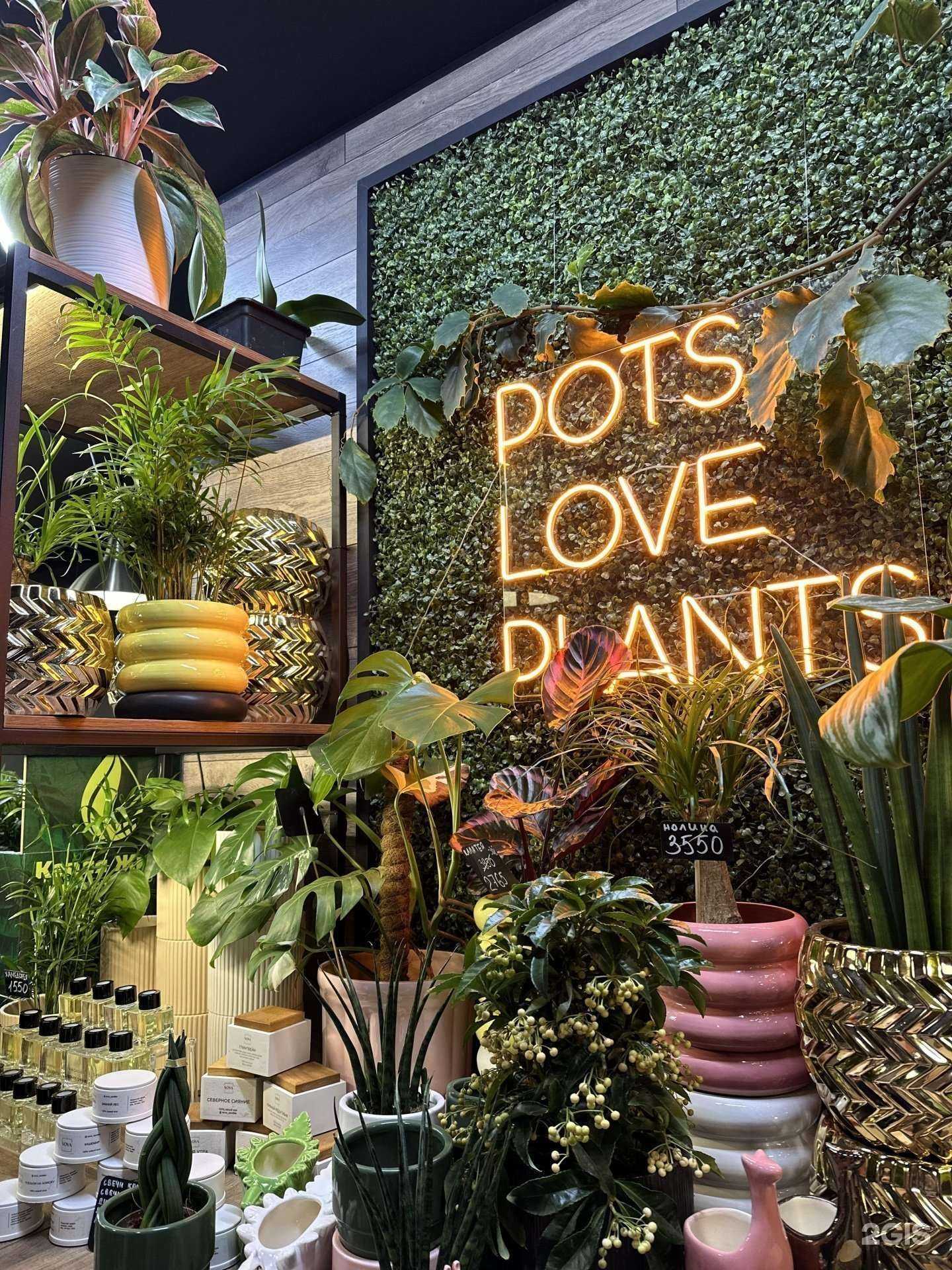 Отзывы на компанию Plants Nsk&Kashpo Gorshok в г. Новосибирск c фото