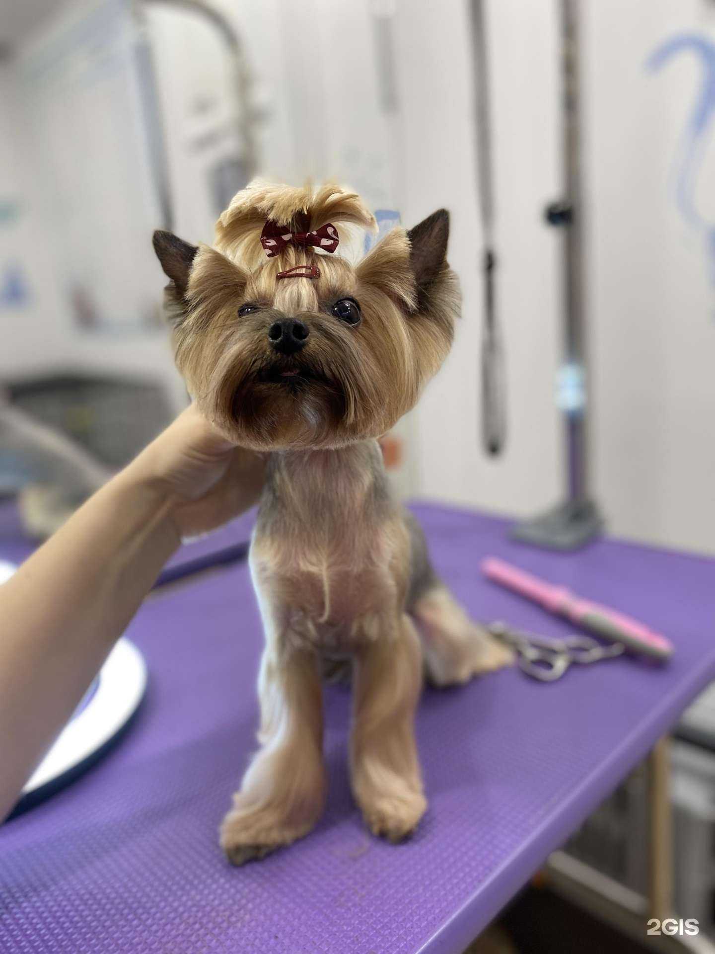 Отзывы на компанию Хвастун в г. Иркутск c фото