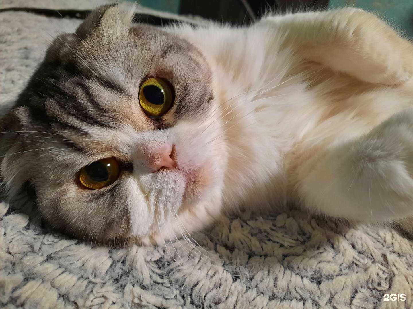 Отзывы на компанию Зоодоктор в Екатеринбурге c фото