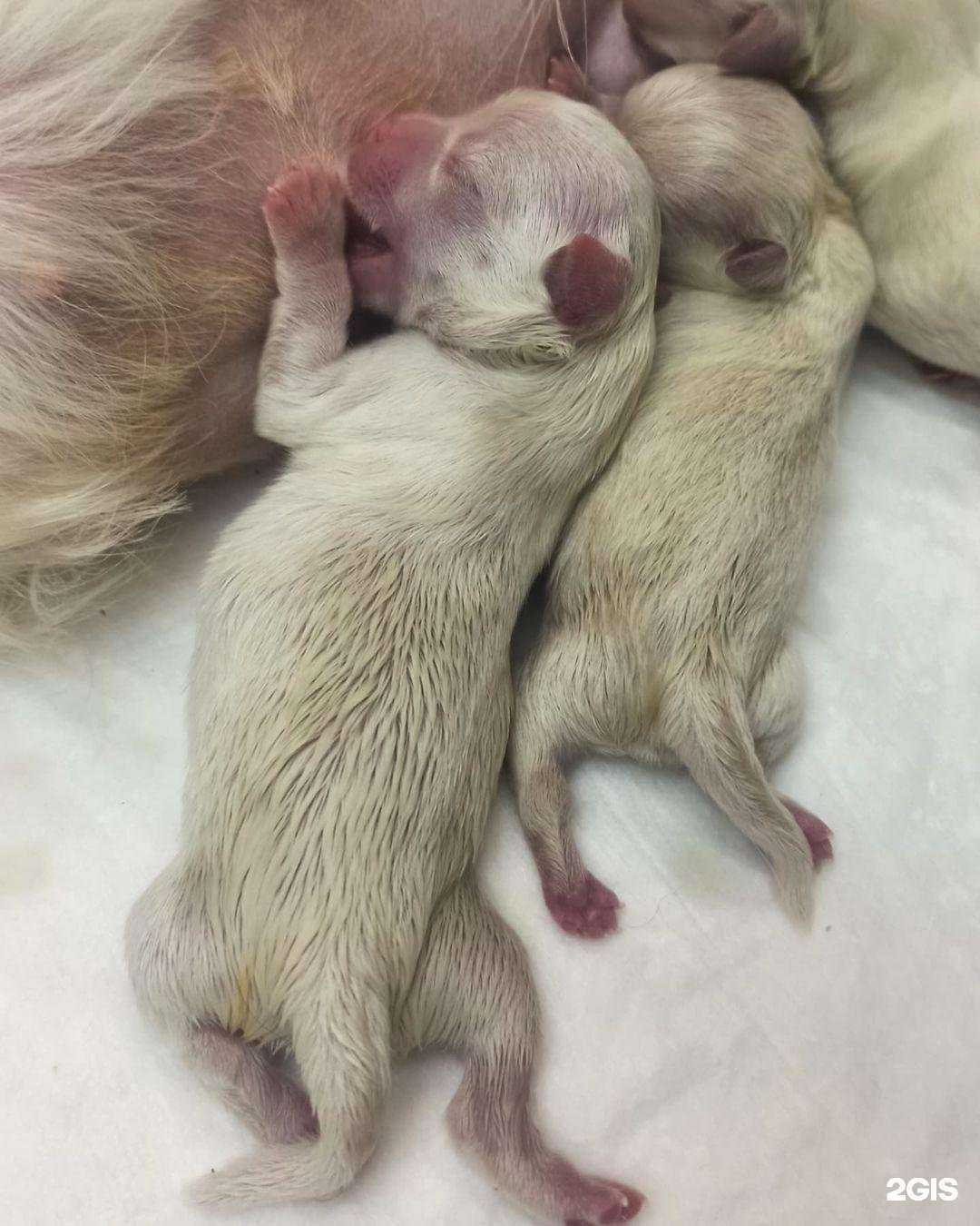 Отзывы на компанию Доктор Вет в Челябинске c фото