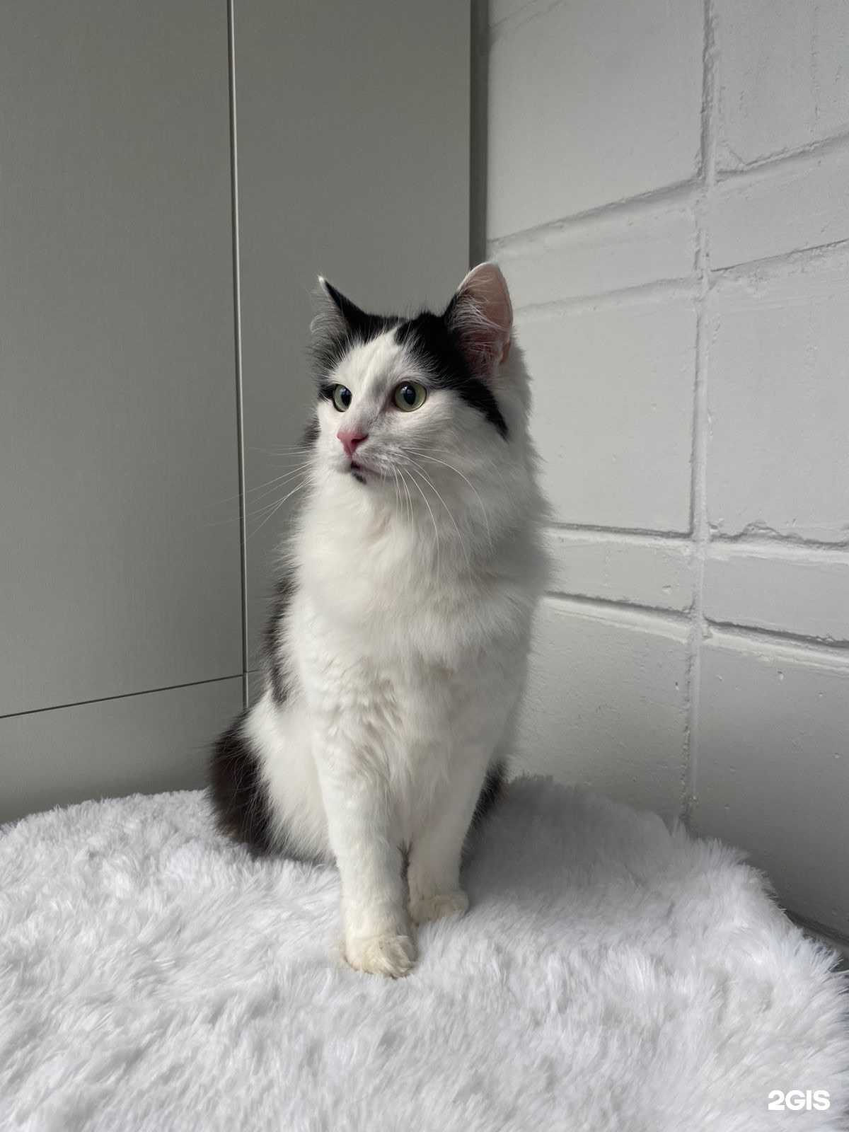 Отзывы на компанию MolliGroom в г. Нижняя Тура c фото