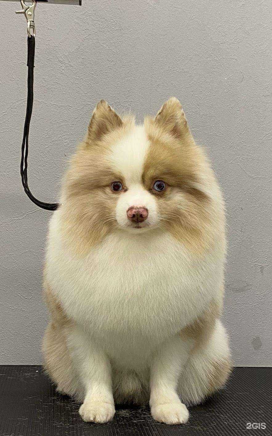 Отзывы на компанию Грумсалон№1 в Химках c фото