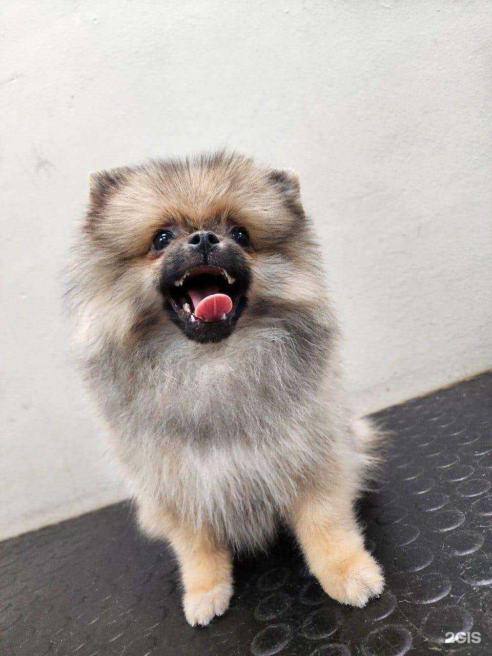 Отзывы на компанию Грумерс в г. Хабаровск c фото