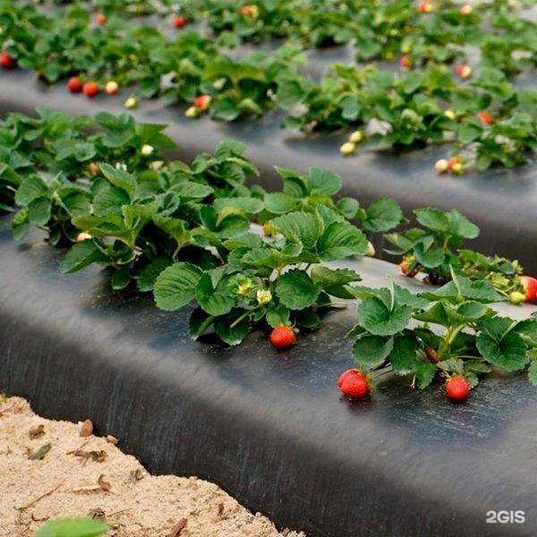 Отзывы на компанию Магнус агро в Белореченске c фото