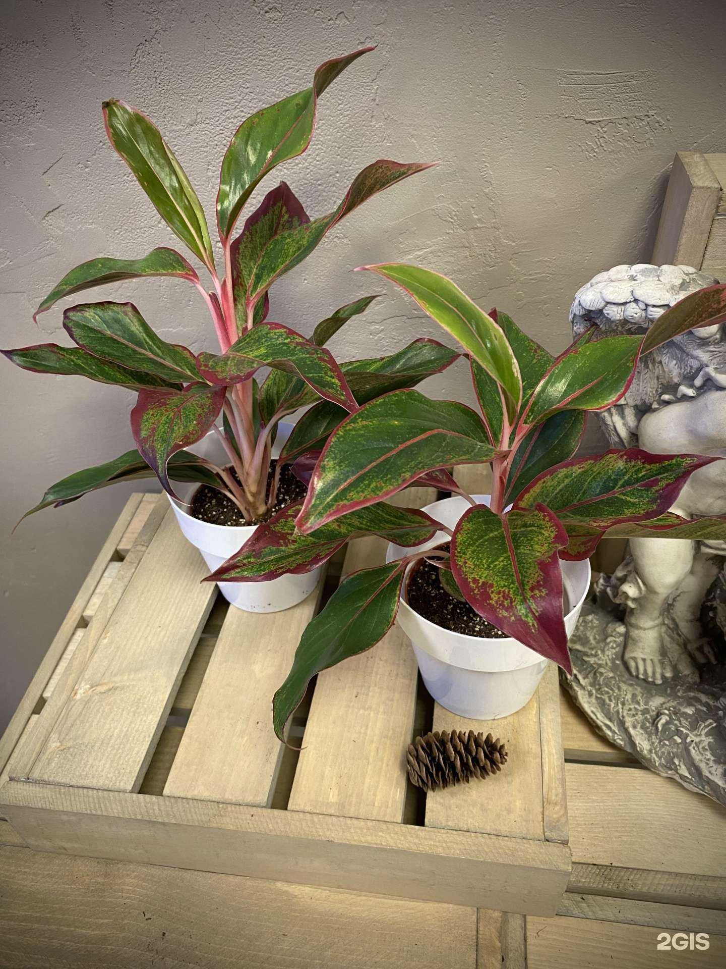 Отзывы на компанию Корни в Абакане c фото