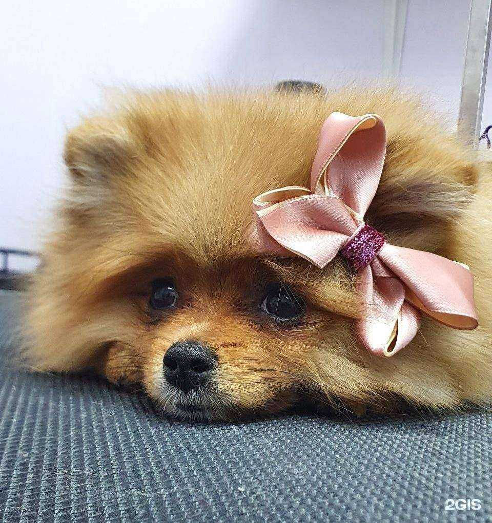 Отзывы на компанию 101 хвост в г. Волгоград c фото