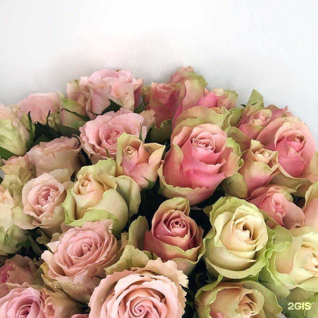 Отзывы на компанию Amore в г. Воскресенск c фото