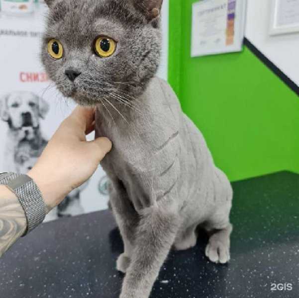 Отзывы на компанию Амиго Вет в г. Ростов-на-Дону c фото