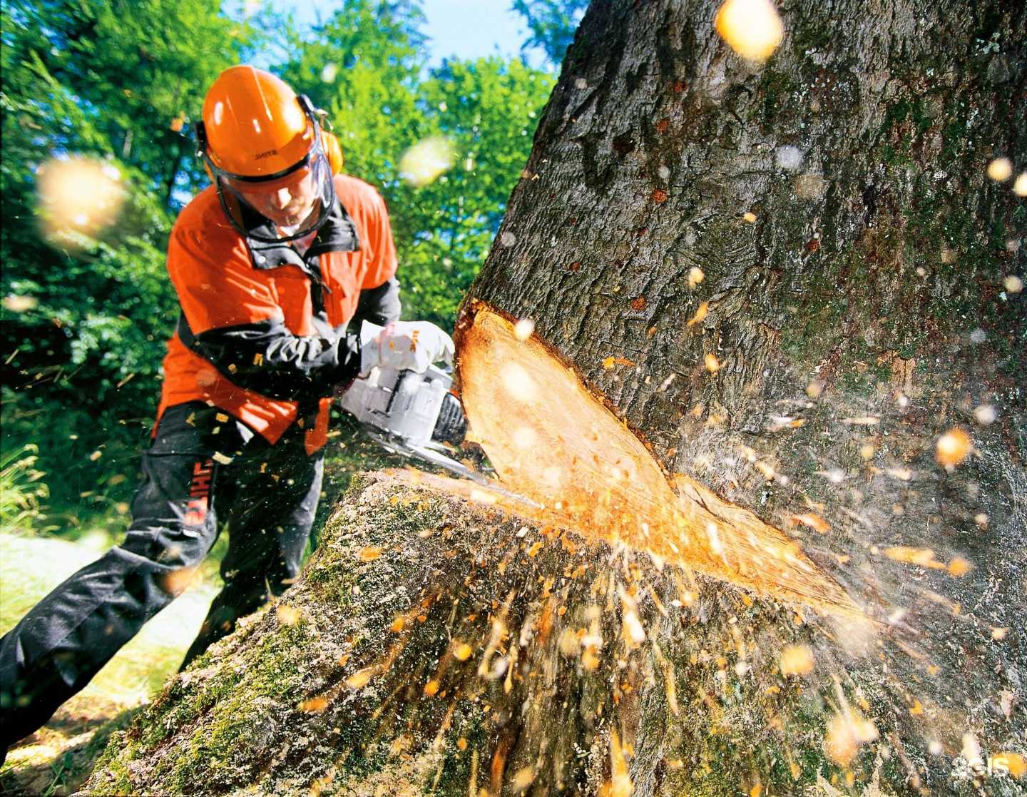 Отзывы на компанию Лесоруб 64 в Саратове c фото