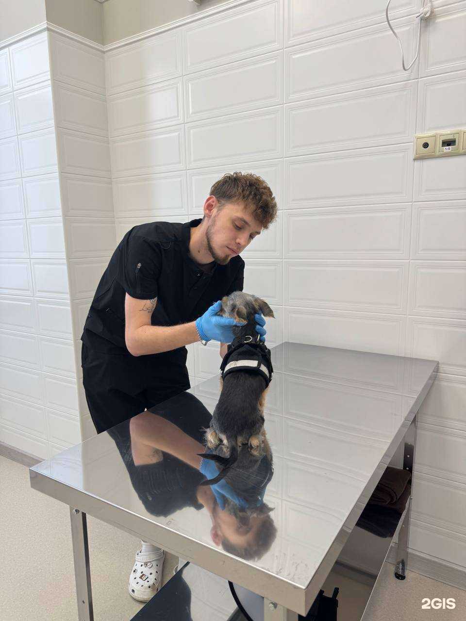 Отзывы на компанию ВетМэн в Челябинске c фото