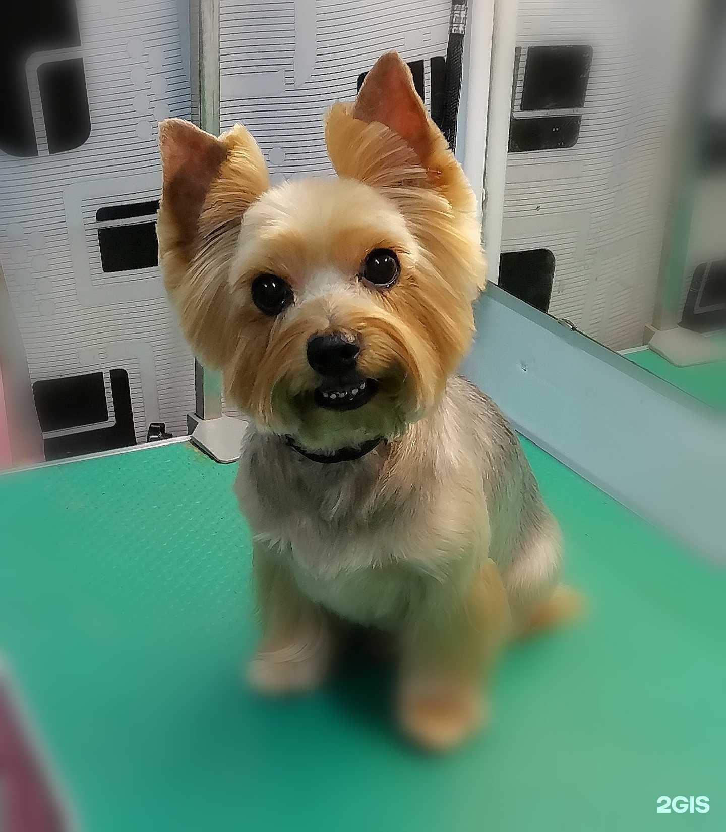 Отзывы на компанию Groom Room в Владивостоке c фото